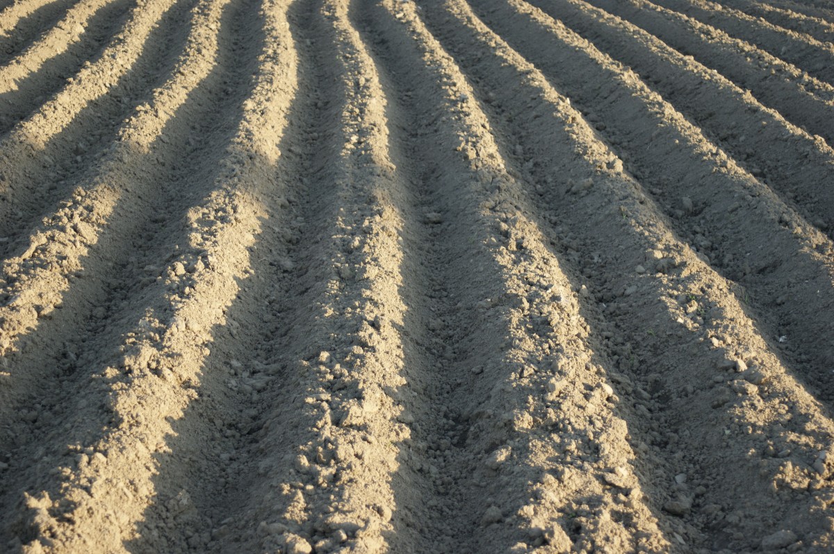 شكل التربة الرملية (2)