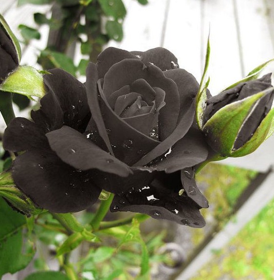 صور ورد أسود – أزهار وورود باللون الأسود بجودة عالية