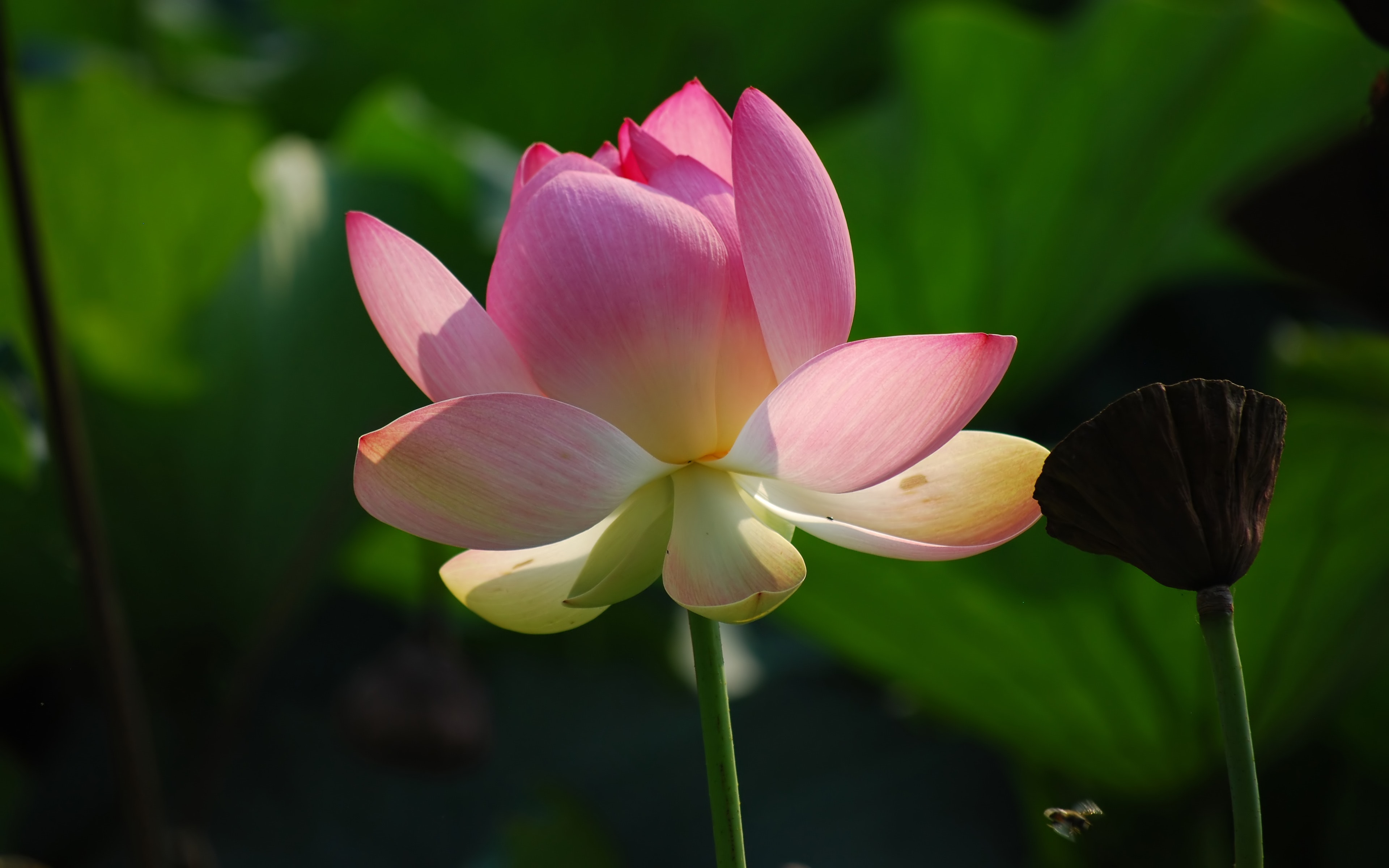 زهرة اللوتس وردية اللون