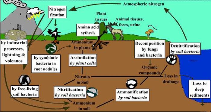 دورة النيتروجين في التربة والنبات