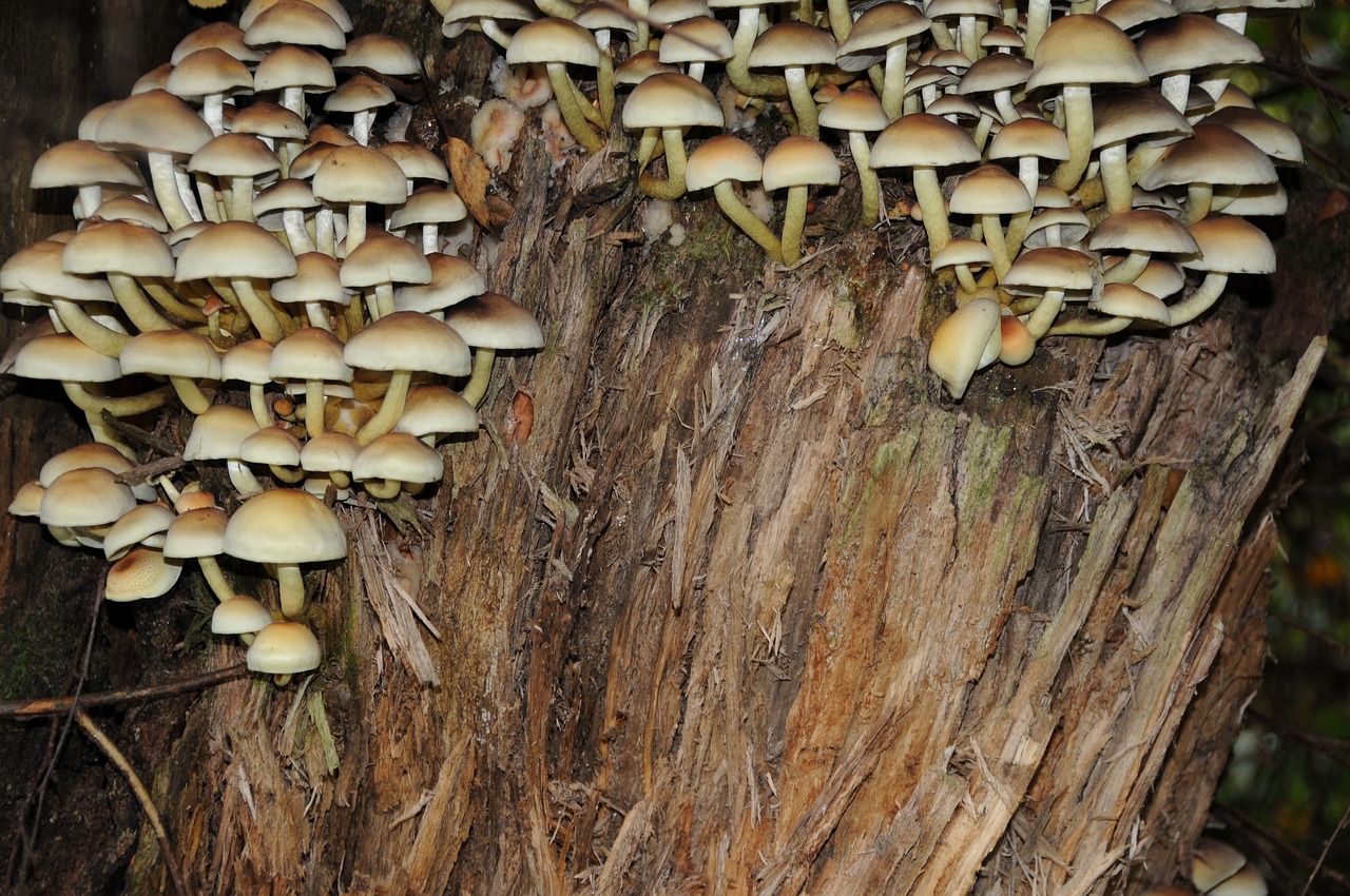 Growing-mushrooms-on-stump.jpg