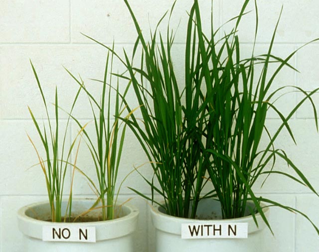 أعراض نقص النيتروجين وزيادته في النبات