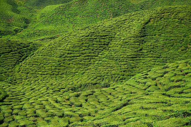 فوائد الشاي الأخضر: الزراعة