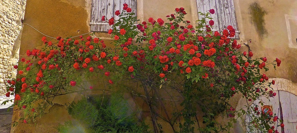 صور حديقة خاصة من الورد الجوري