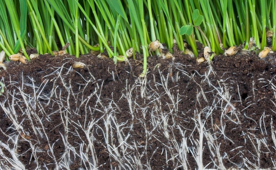 الجذور البذرية في التربة
