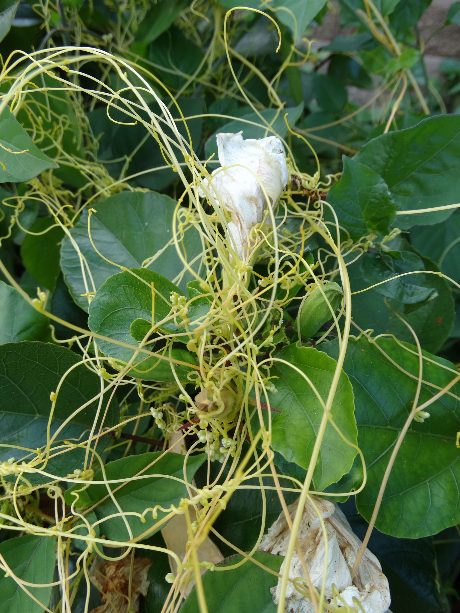 جذور طفيلية - نبات الحامول