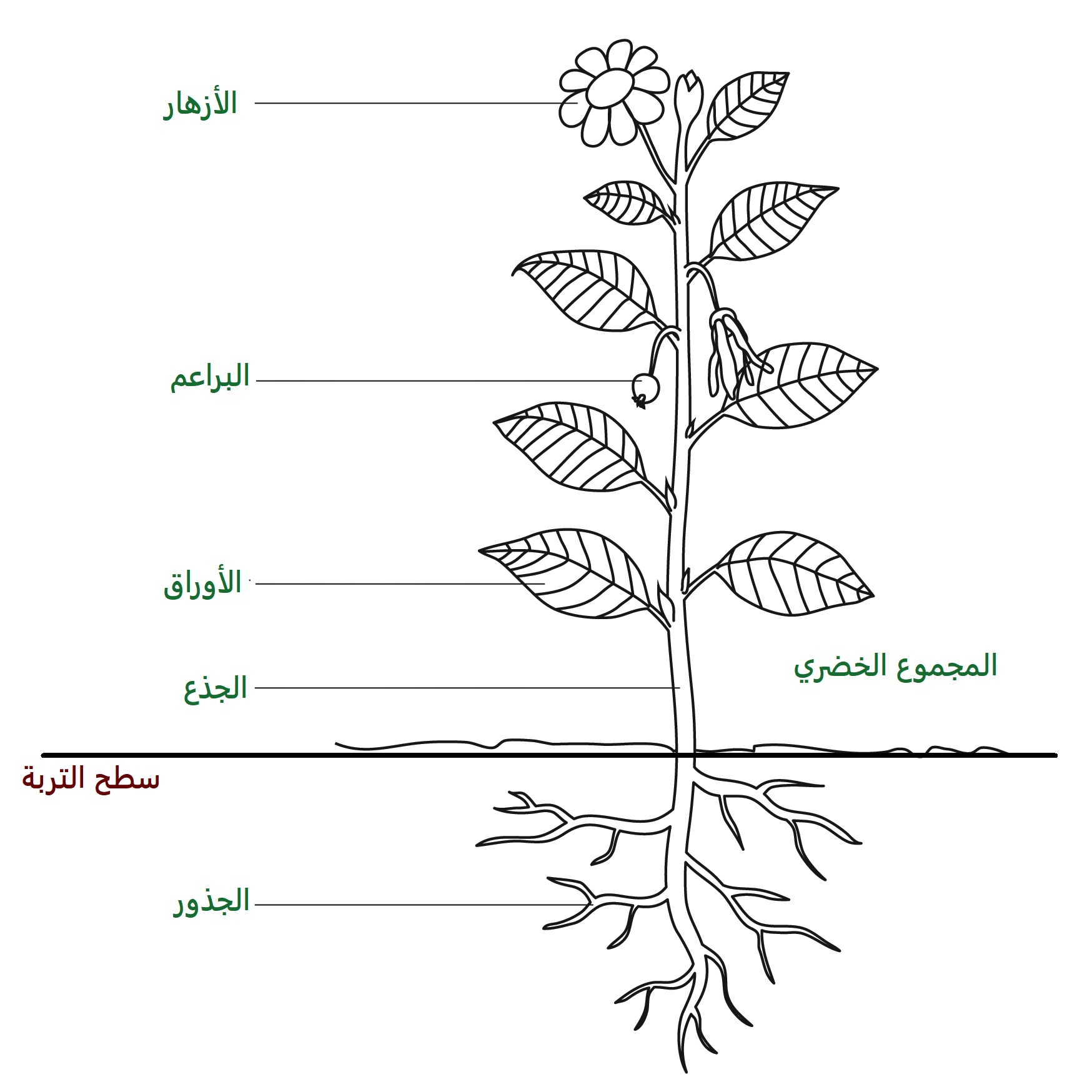 تعريف المجموع الخضري للنبات