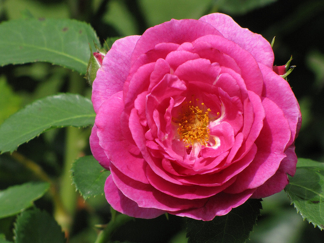 الورد الفرنسي - أنواع الورد الطبيعي