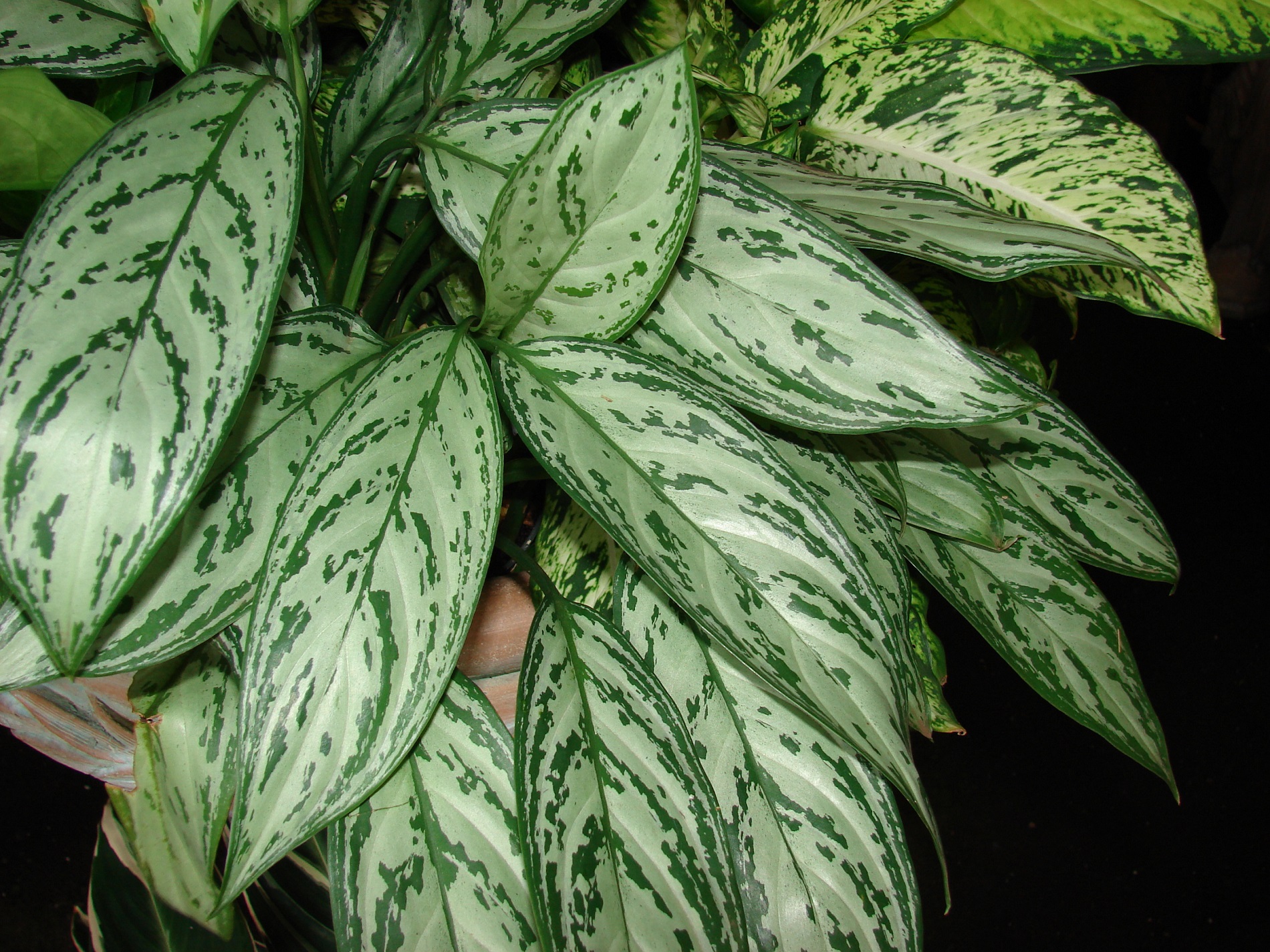 نبات الأجلونيما – الخصائص وظروف الزراعة