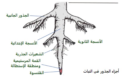 أجزاء الجذور في النبات