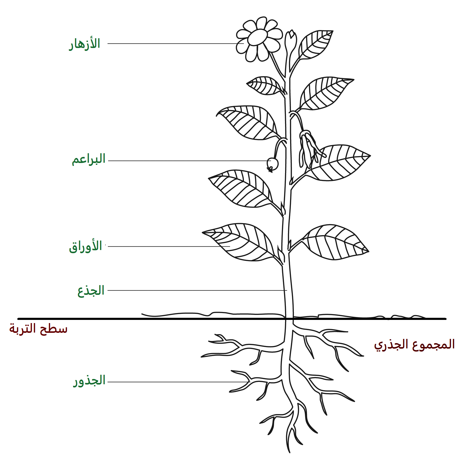 شكل المجموع الجذري في النبات
