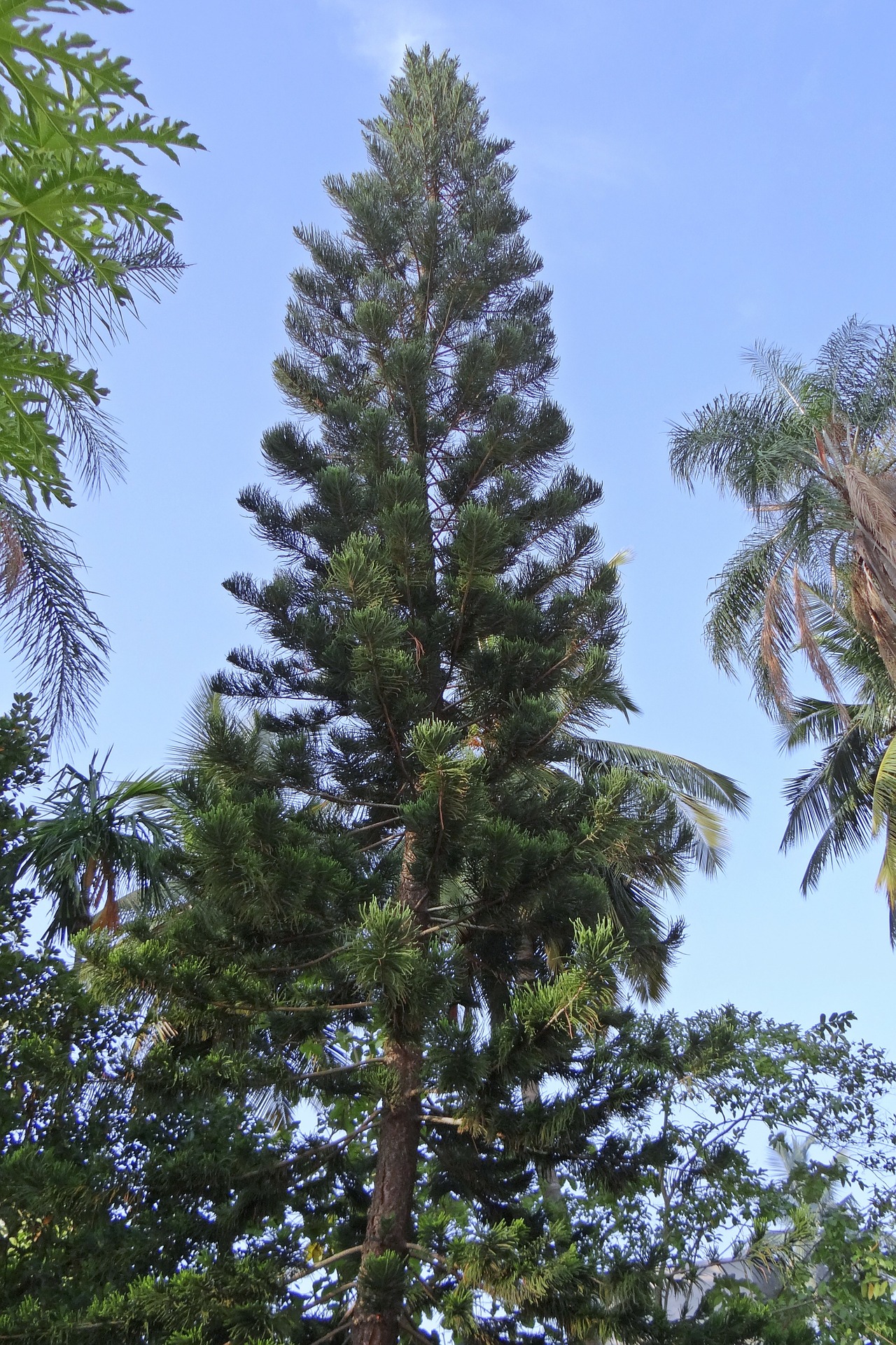 طول شجرة الأروكاريا