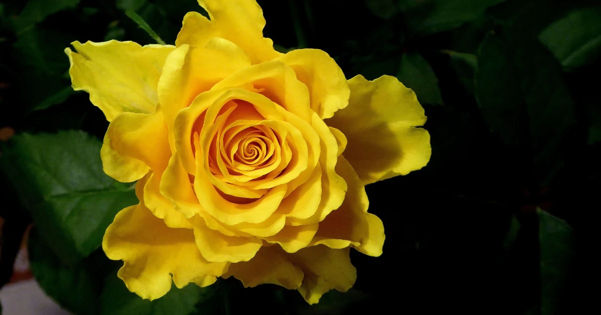 What Do Yellow Roses Mean Symbolism Significance 2024 Insights What Do Yellow Roses Mean Symbolism Significance 2024 Insights