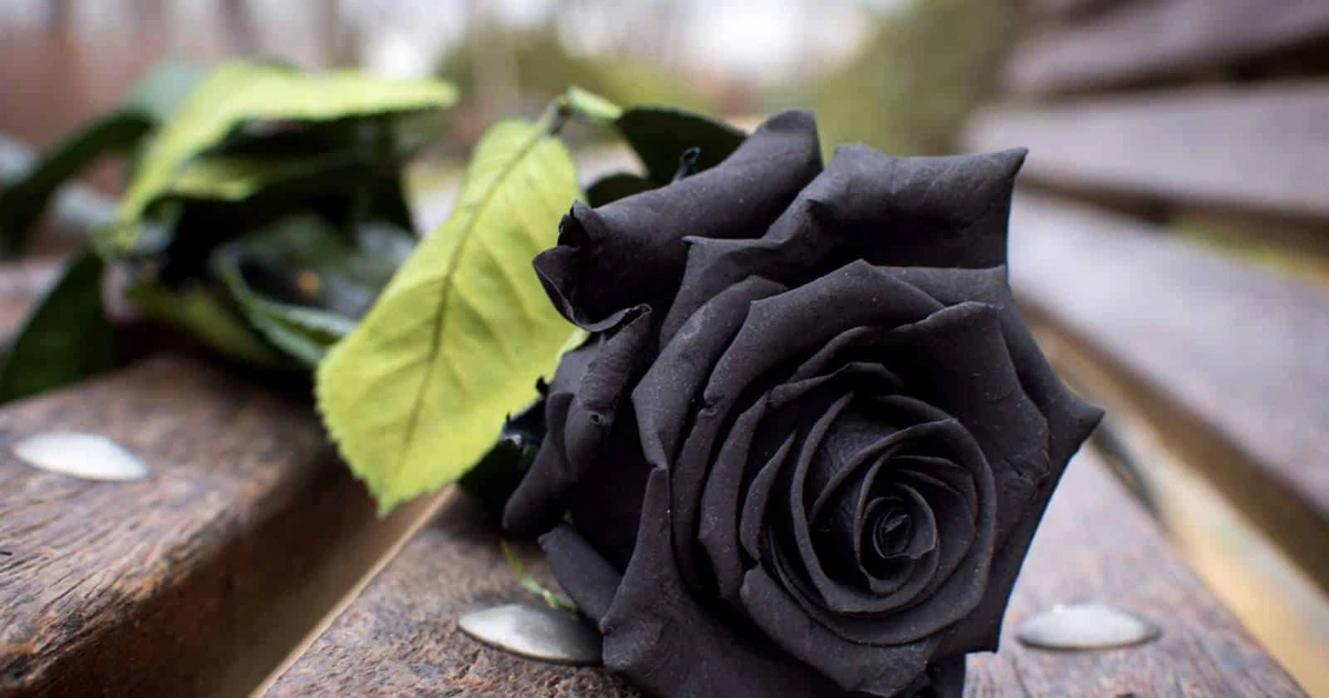 What Does Black Roses Mean? [Symbols Of Mystery]