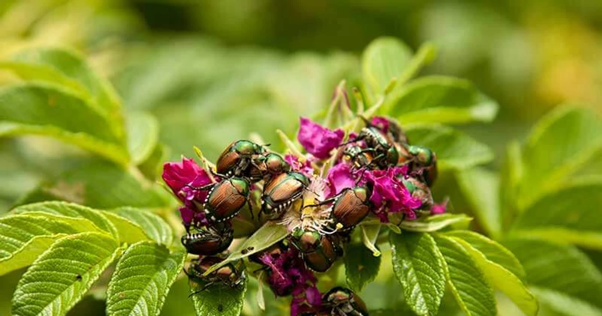 How Do You Keep Roses Healthy And Pest-Free Year-Round?