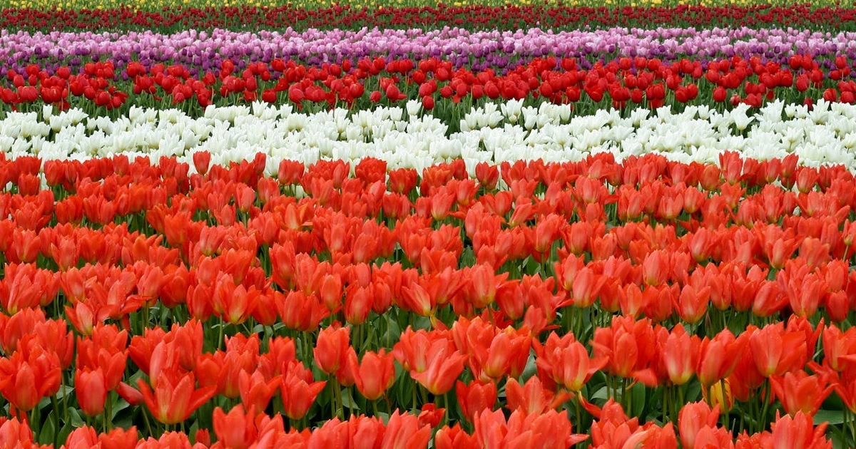 How To Fertilize Roses Organically [Proven Methods]