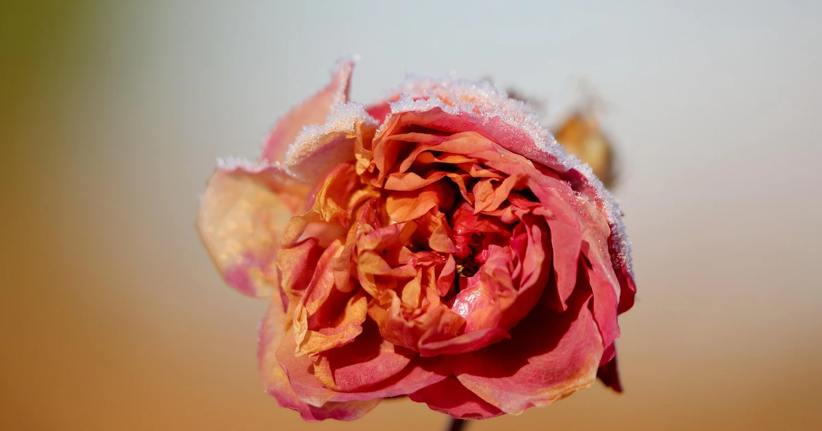 13 Roses From Garden To Battlefield: The Symbolism Of Roses In Medieval Warfare