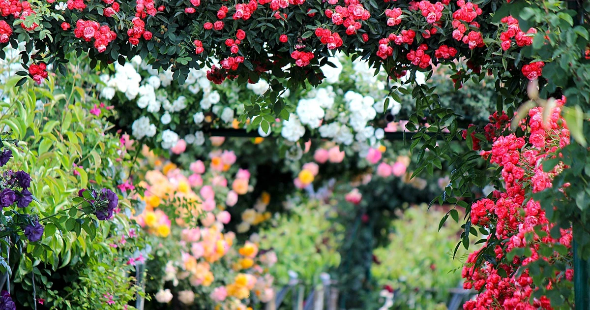 Best Roses For Full Sun - Heat-Resistant Varieties For Stunning Blooms